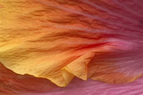 Flower Petal Texture Like Skin Texture Photography Texture Images