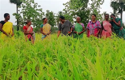 Indian Women Turn To Ancient Grains To Feed Their Families And Their Futures Yes Magazine