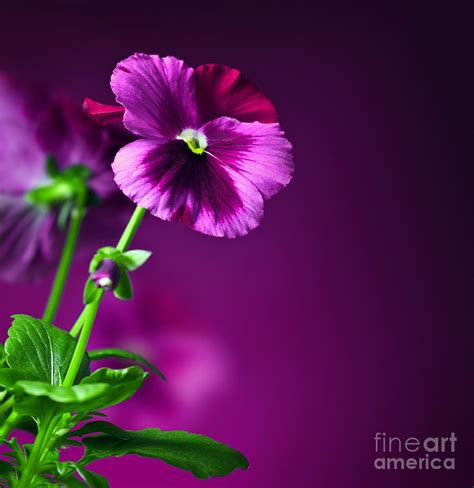 Two Purple Flowers In A Vase With Green Stems
