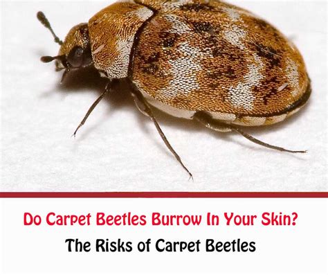 Do Carpet Beetles Burrow In Your Skin