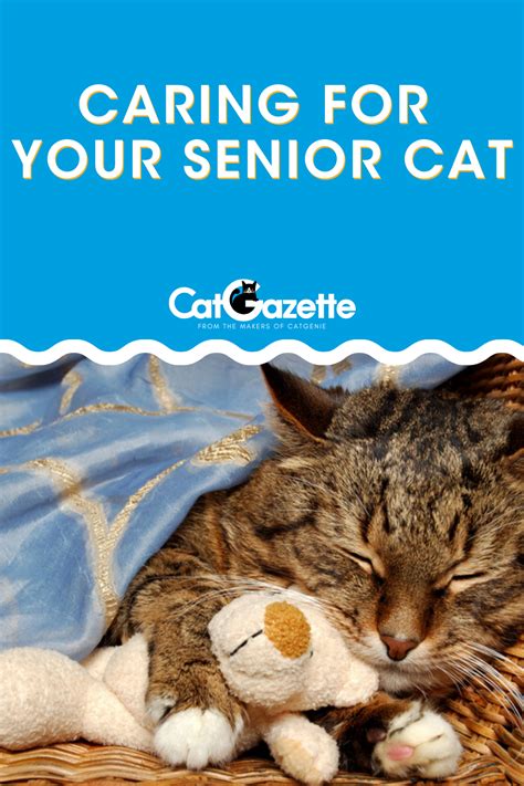 Caring For Your Senior Cat Senior Cat Senior Cat Care Cat Health