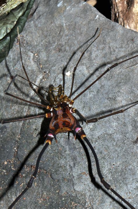 Goniosoma Dentipes Opiliones Wiki Fandom