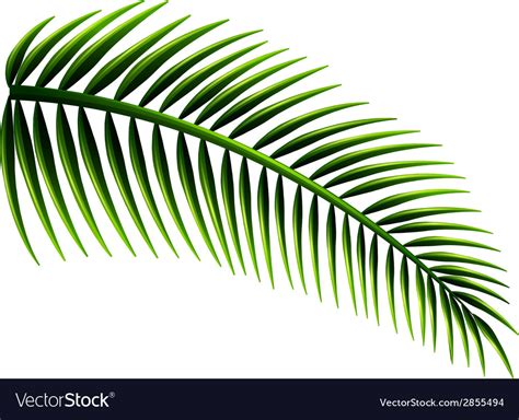 Palm Leaves Royalty Free Vector Image Vectorstock