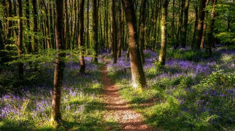 Viewes Forest Flowers Spring Path Trees Plants Wallpapers 3840x2160