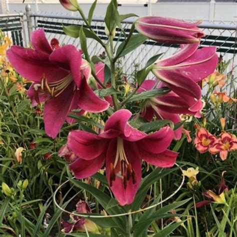 Lily Lilium Red Desire In The Lilies Database