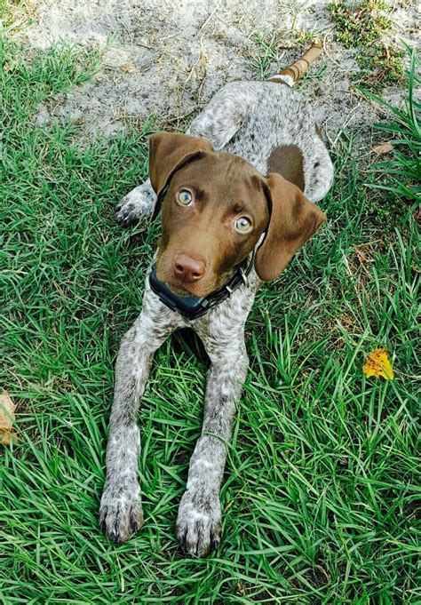 German Shorthaired Pointer Facts