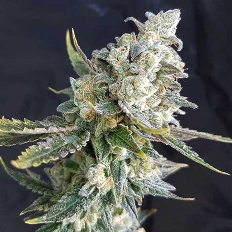 Blue Angel Real Gorilla Seeds