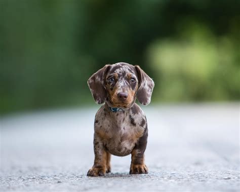 Miniature Dachshund Portrait in Thame, Oxfordshire - Lenny's Story
