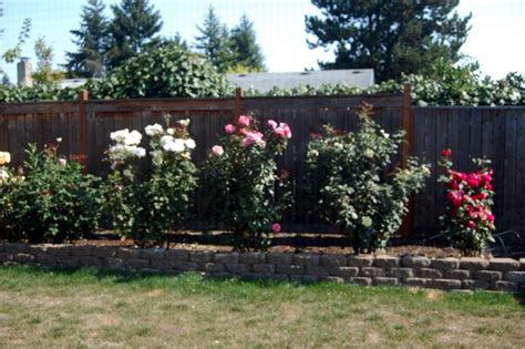 Rose Bushes In Raised Beds Along Fence This Is Exactly What I Want In