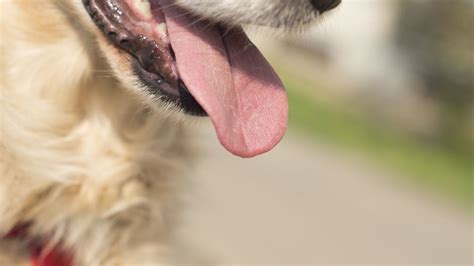 10 Things You Didnt Know About A Dogs Tongue
