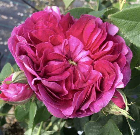 Rosenhügel schloss eggenberg, graz austria. Rosa Charles de Mills gallica - Vittori Vivai Forlì Cesena
