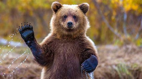 Hd Wallpaper Grizzly Bear Wildlife Wild Animal Cute Paw