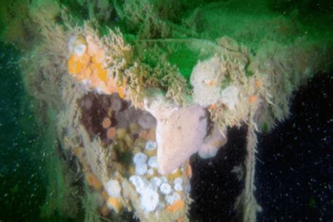 The Impact Of Wwii Shipwrecks On The Marine Environment Mfameguru