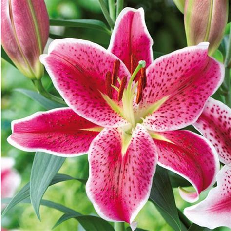 Lily Oriental Colorado Lily Plants Growing Lilies Lily Flower