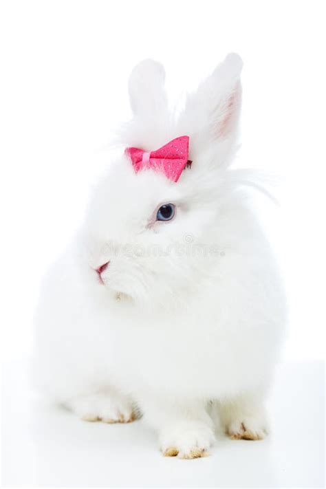 Cute White Rabbit With Pink Bow Stock Image Image Of Rabbit Tame
