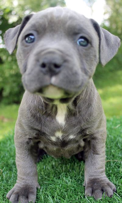 Blue Nose Pitbull Puppies For Sale Blue Nose Pitbull
