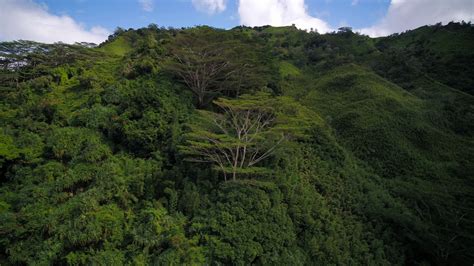 Aerial Hawaii Kauai Kalihiwai Jungle November 2017 Sunny Day 4K Wide Angle Inspire 2 Prores 