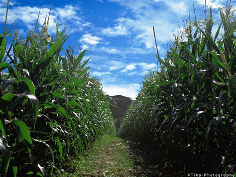 Corn Field Corn Field In Kedah Malaysia Nur Atikah Rashidan Flickr