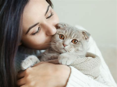 Descubren Los Cinco Tipos De Relación Entre Gatos Y Dueños ¿cuál Es La
