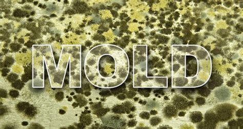 In order for mildew or mold to grow, it requires a humid environment. A Look At Just How Fast Mold Grows