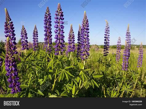 Blue Lupine Flower Image And Photo Free Trial Bigstock