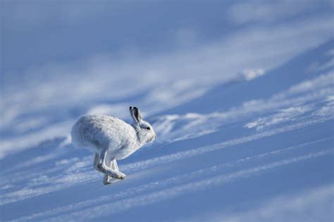 The Cute Faces Of Scotlands Mountain Hares Hold An Endless Fascination