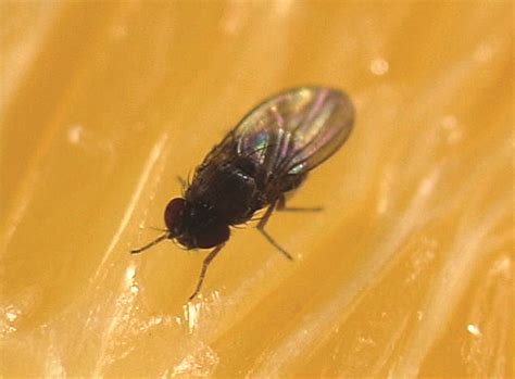 Fruit Fly Control Get Rid Of Fruit Flies