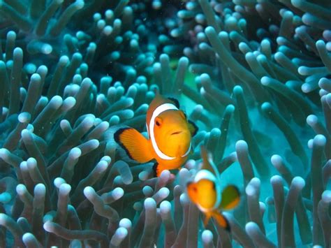 The Unusual Relationship Of Clownfish And Sea Anemones