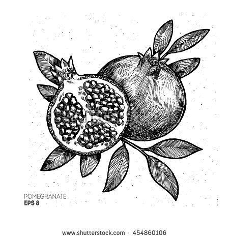 Pomegranate Illustration Vintage Engraved Style Illustration Vector