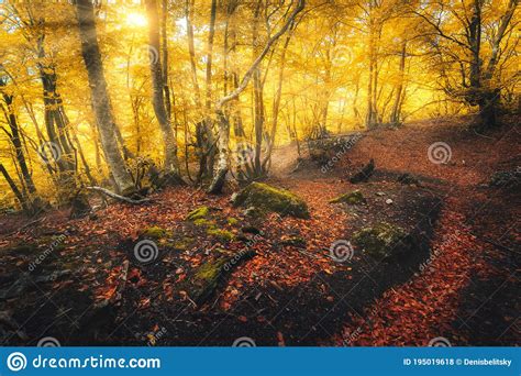 Forest In Fog In Autumn At Sunrise Magical Trees With Sunrays Stock