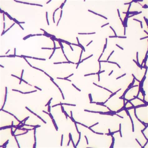 Bacilli Bacteria Microscope
