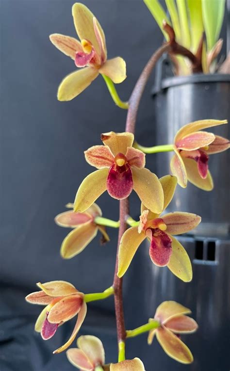 Cymbidium Cricket ‘rositta’ Southern Suburbs Orchid Society Inc