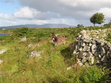 Donkey Field © Jonathan Wilkins Geograph Ireland