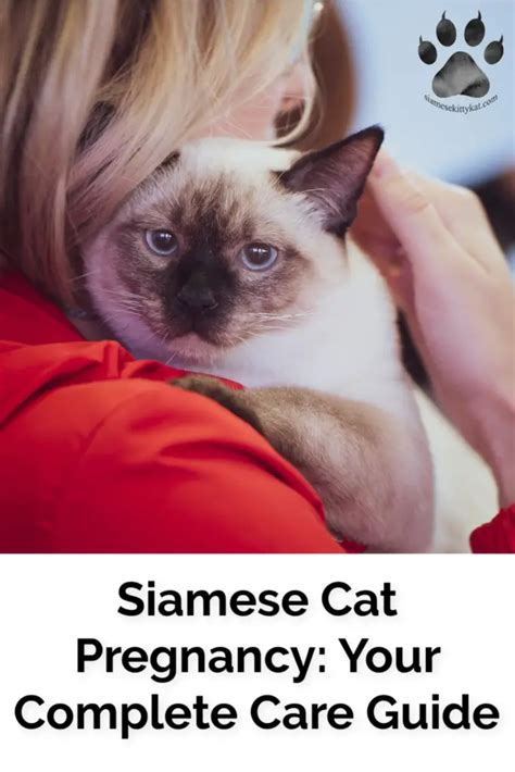 Complete Care Guide For Siamese Cat Pregnancy