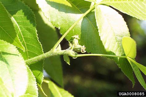 Arkansas Tree Database Shagbark Hickory