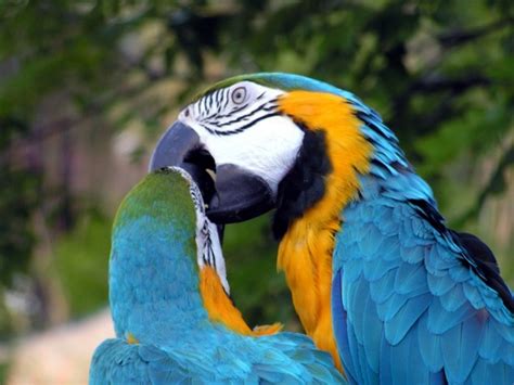 A name given to a character by fan communities. Parrot images free stock photos download (100 Free stock ...