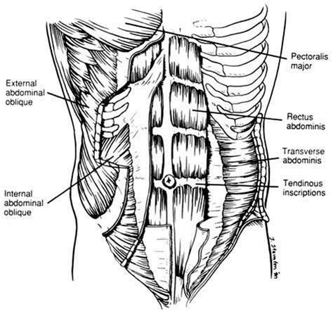 It comprises the the transversus abdominis muscle is the deepest of the abdominal muscles, lying internally to the. anatomy test 1 - Speech Language Hearing Science 406 with ...