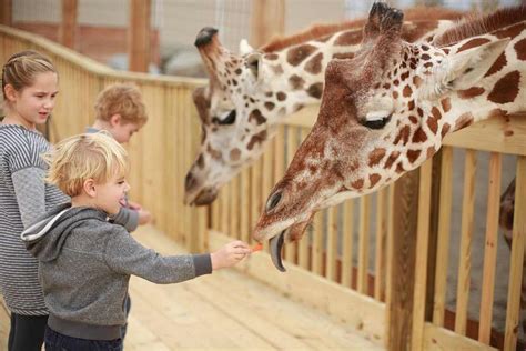 April The Giraffe Animal Adventure Park On Going Viral And Navigating