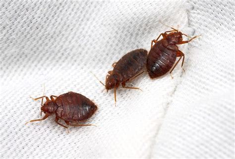 Pin By Forklifttrain On Bed Bug Bites Best Pest Control Bed Bugs
