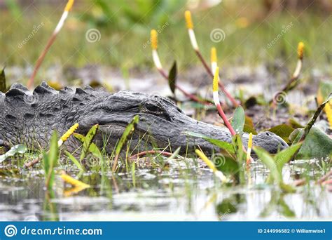 American Alligator In Swamp With Golden Club Okefenokee Swamp National