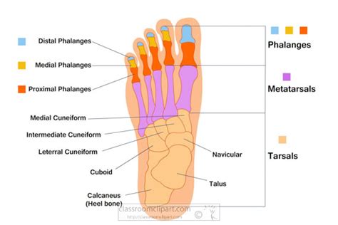 Human Anatomy Clipart Labeled Bone Structure Foot Anatomy Clipart