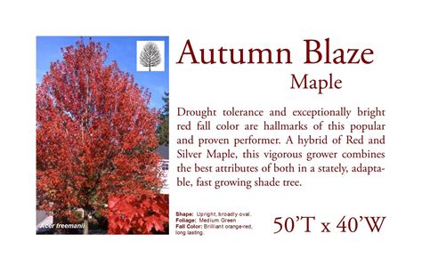 Autumn Blaze Red Maple One Of The Largest Maples We Recommend Fast