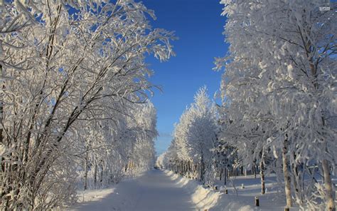 Pretty Path Forest Winter Snow Wallpapers Pretty Path