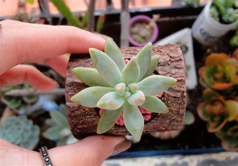 El maestro imperfecto prepara la tierra para los cactus utilizando 3 elementos : COMO HACER SUSTRATO PARA CACTUS Y SUCULENTAS EN CASA