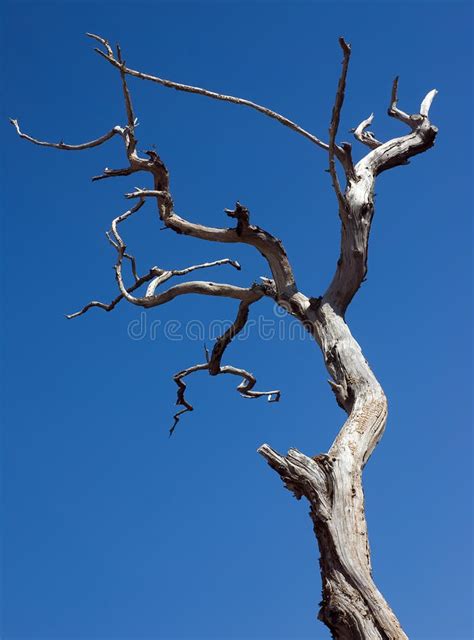150647 Dead Tree Stock Photos Free And Royalty Free Stock Photos From