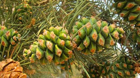 How To Harvest Pine Nuts Gathering Pine Nuts Hank Shaw Pine Nuts