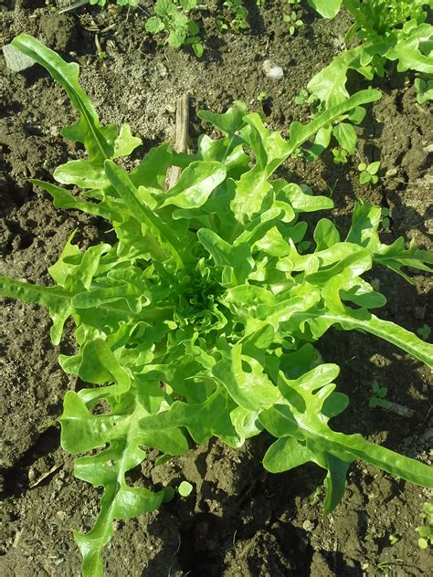 Lettuce Varieties Sustainable Market Farming