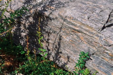 Hojas verdes vívidas sobre fondo de roca áspera musgosa Textura