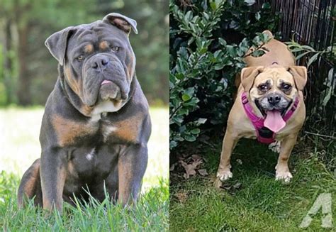 Beabull Vs Olde English Bulldogge Breed Comparison
