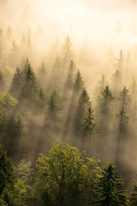 Misty Pine Forest Uk